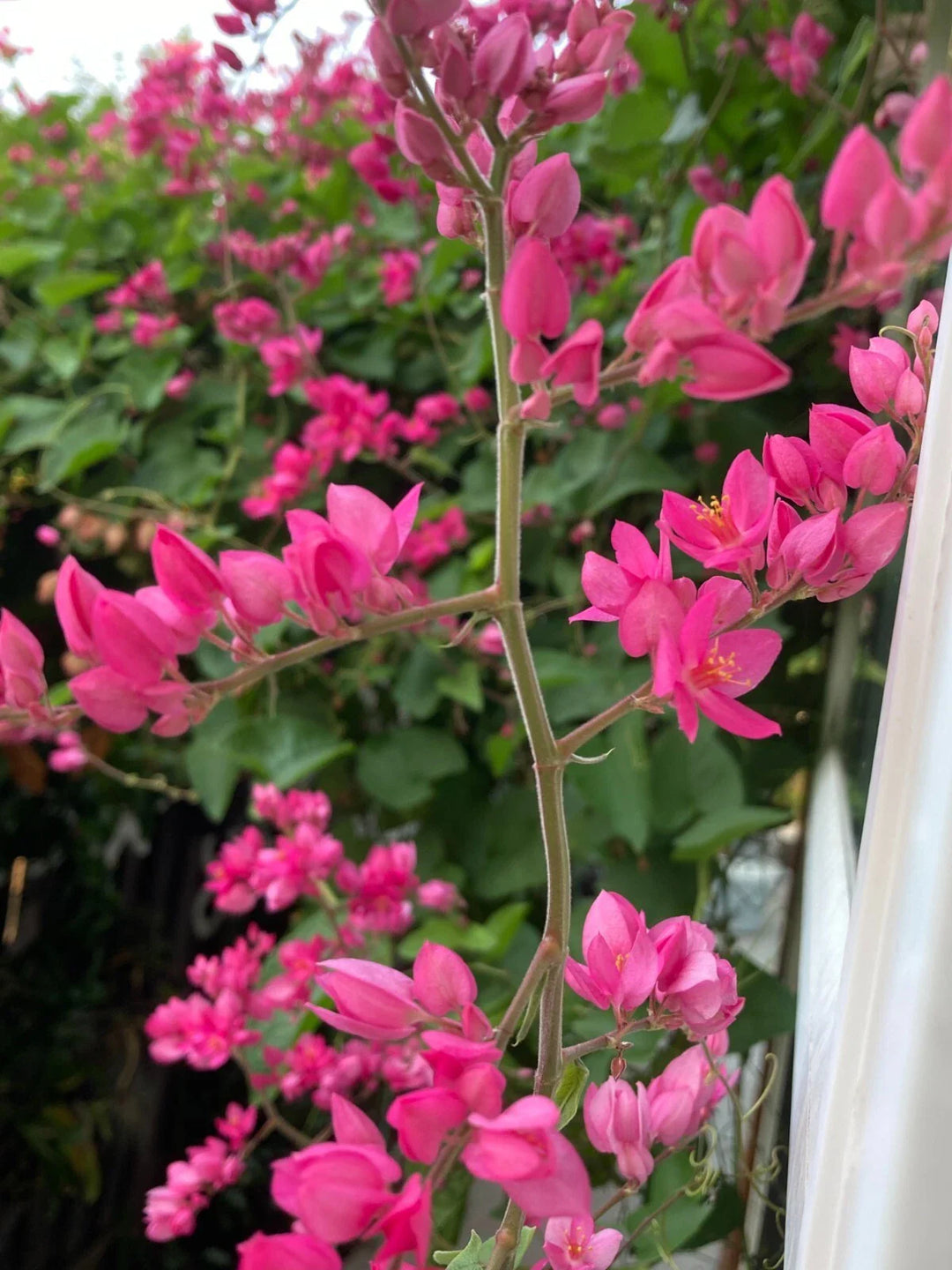 antigonon leptopus flower seeds