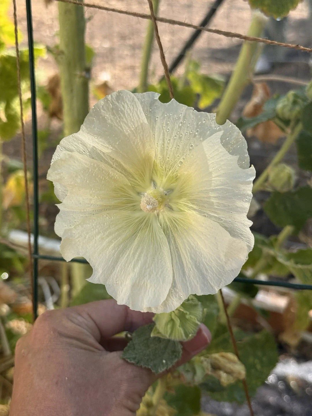 yellow hollyhock flower seeds