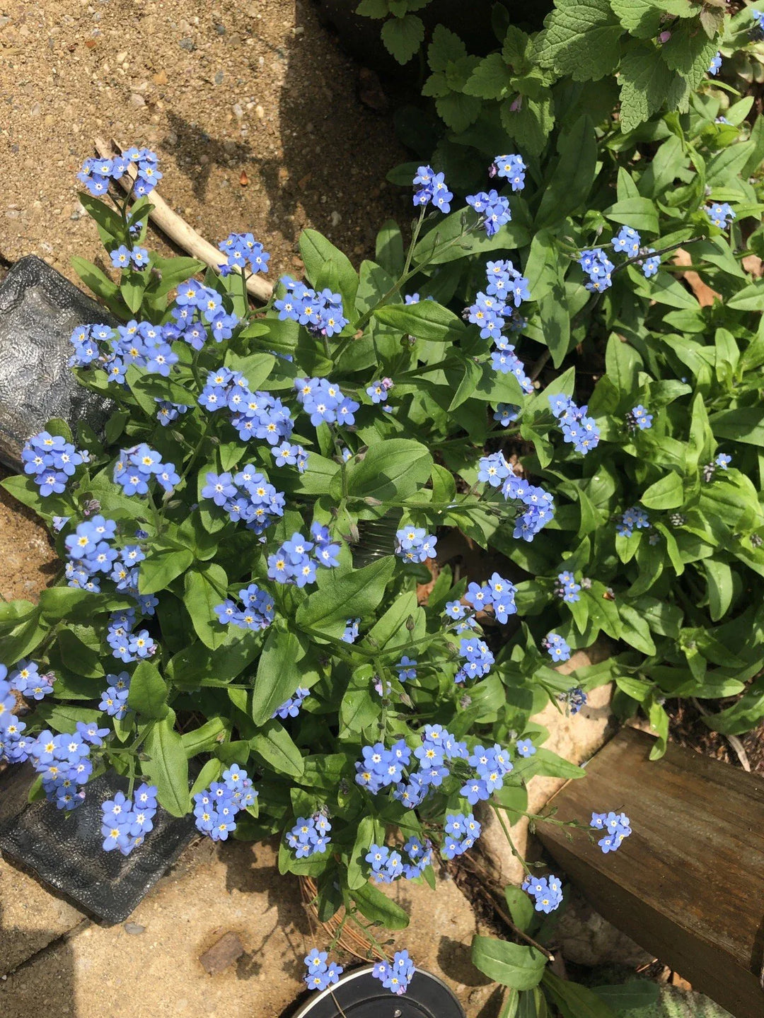 blue forget flower seeds