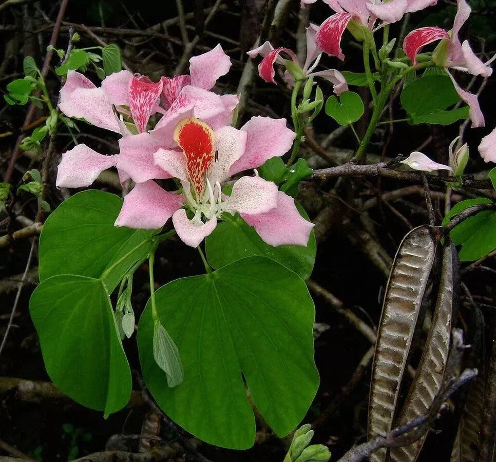 pink hong flower seeds