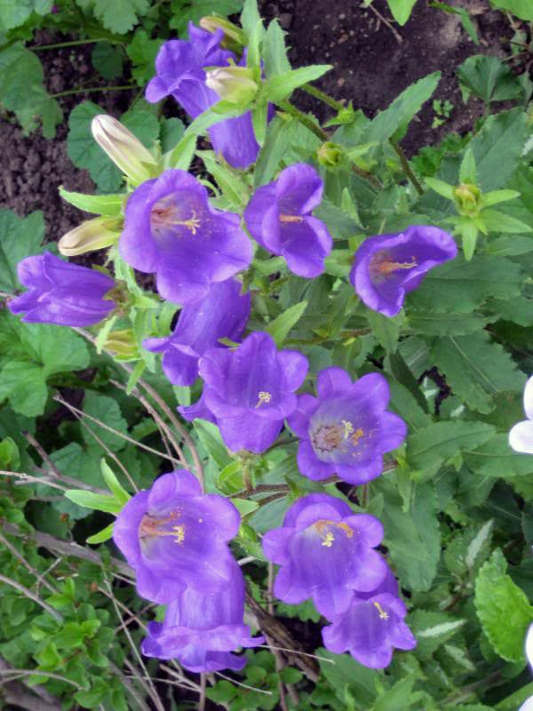 Calycanthema Campanula Flower Seeds – Heirloom, Non-GMO, High Germination Seeds