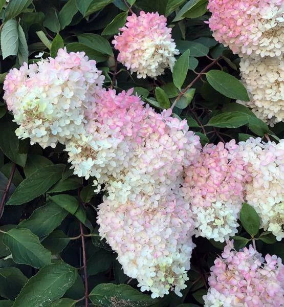 hydrangea paniculata flower seeds