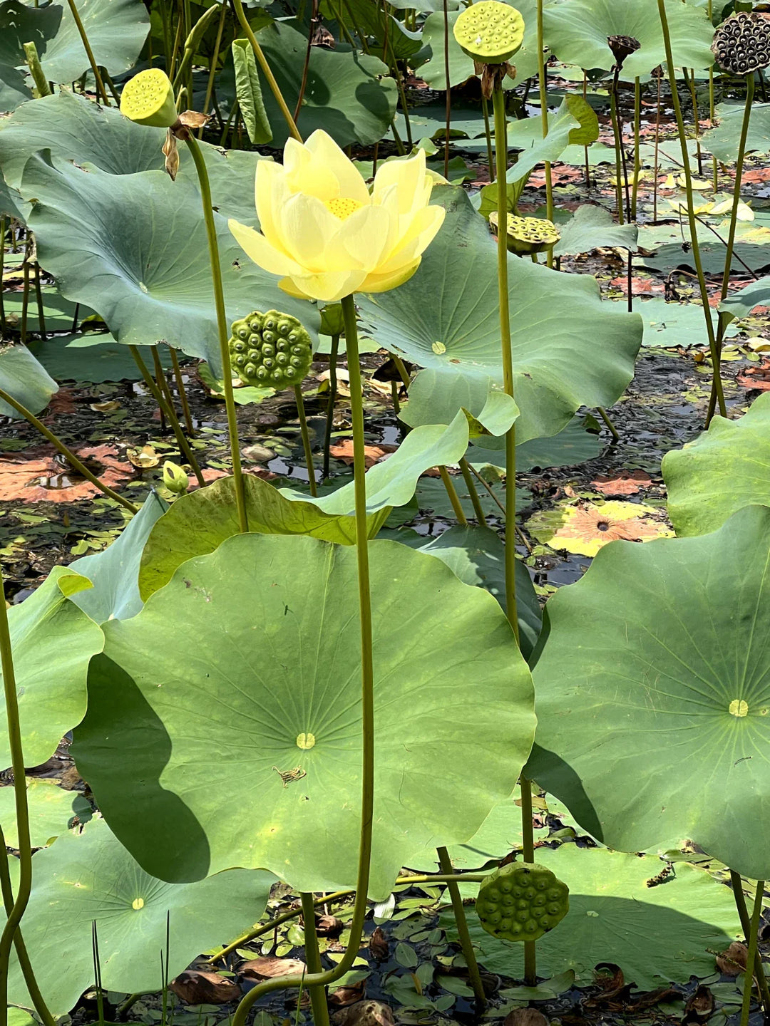 yellow lotus flower seeds