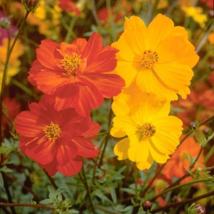 sulphur cosmos flower seeds
