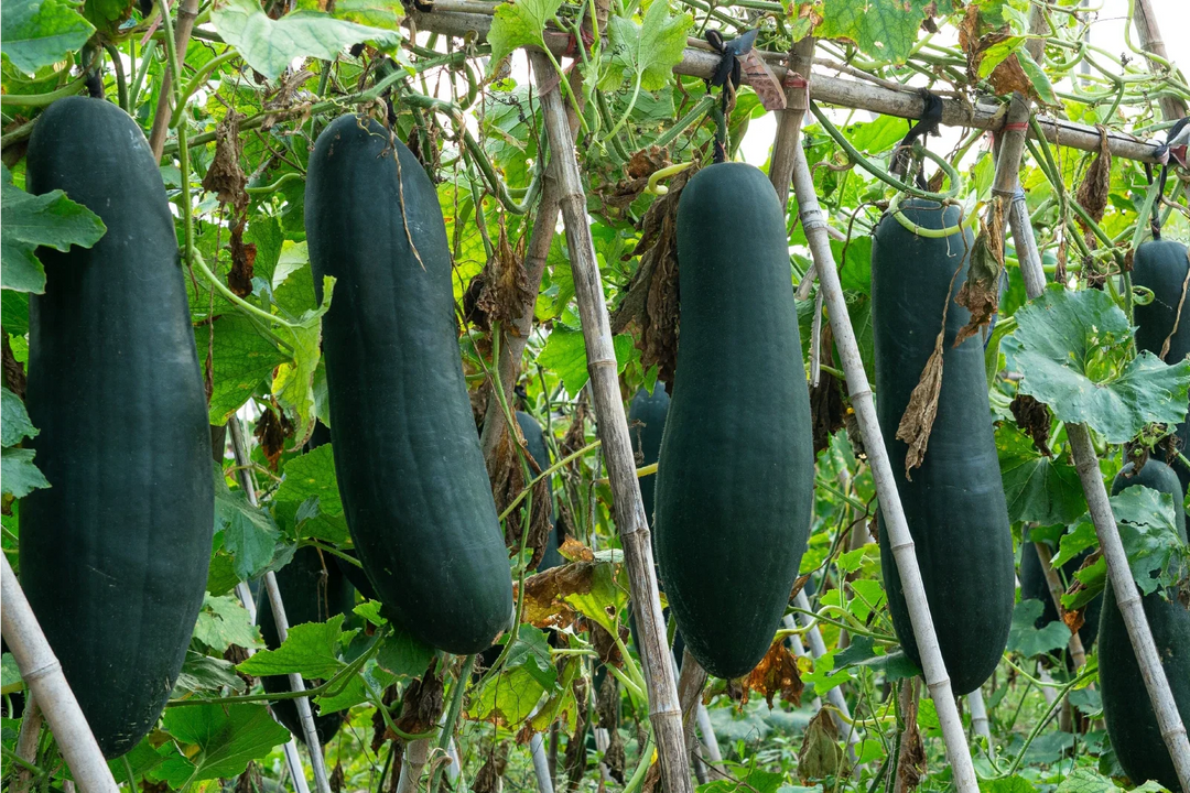 green dark flower seeds