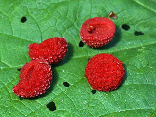 rubus parviflorus flower seeds