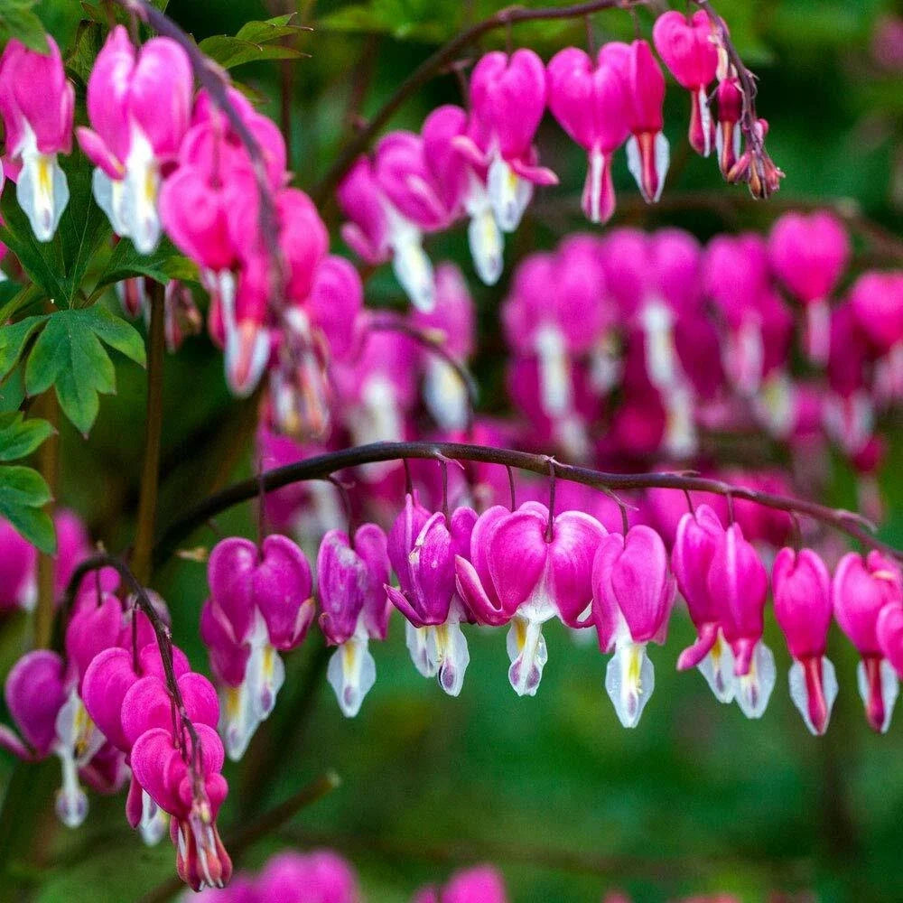 pink purple flower seeds