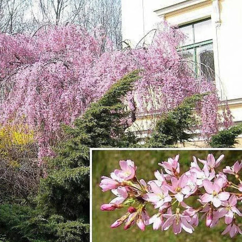 weeping higan flower seeds