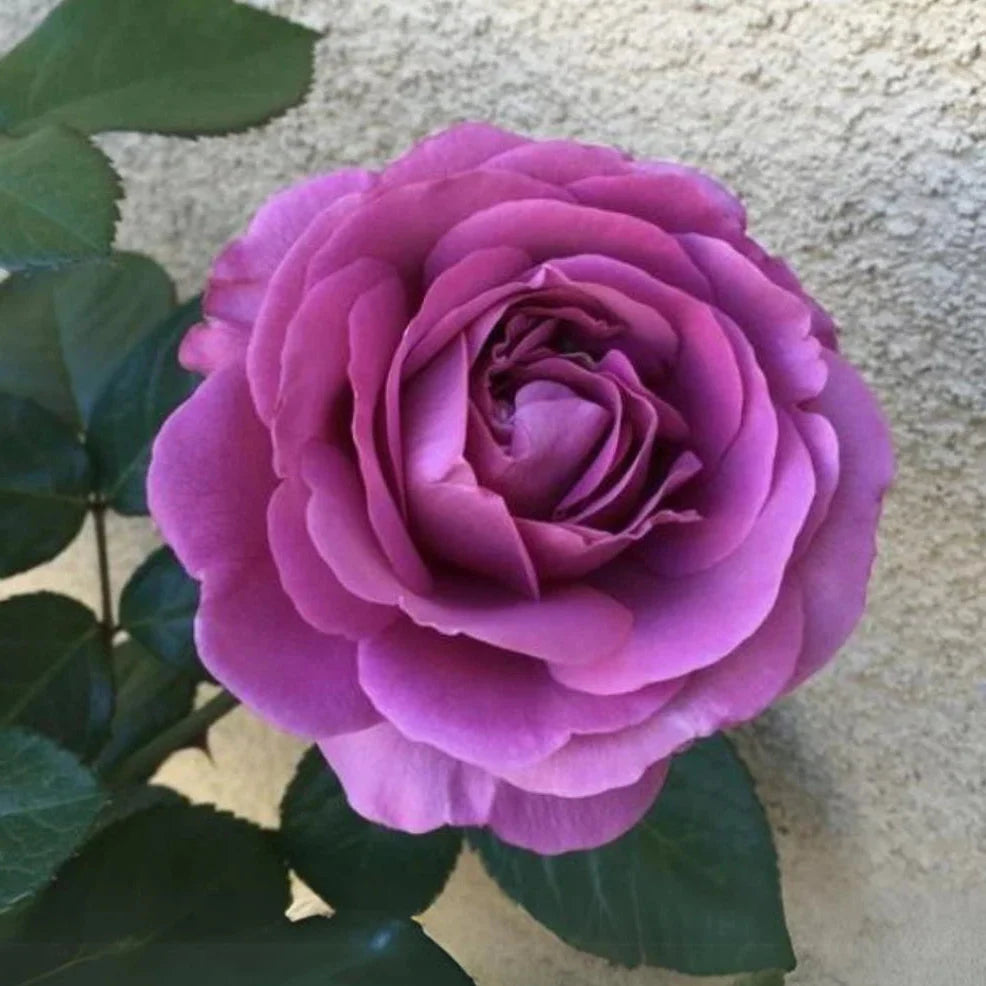 plum perfect flower seeds