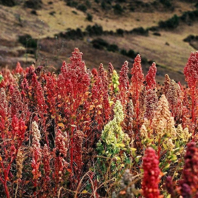 white quinoa flower seeds