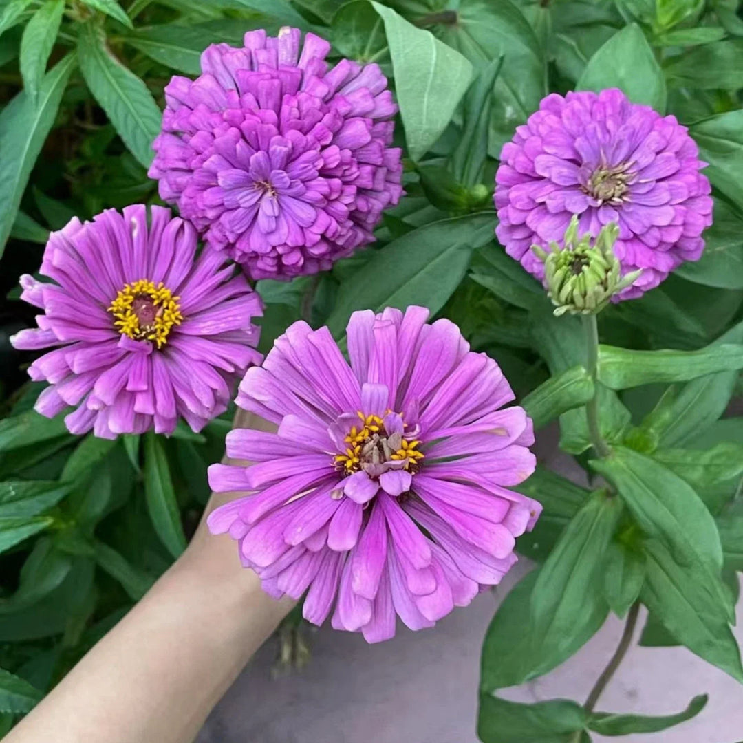 purple zinnia flower seeds