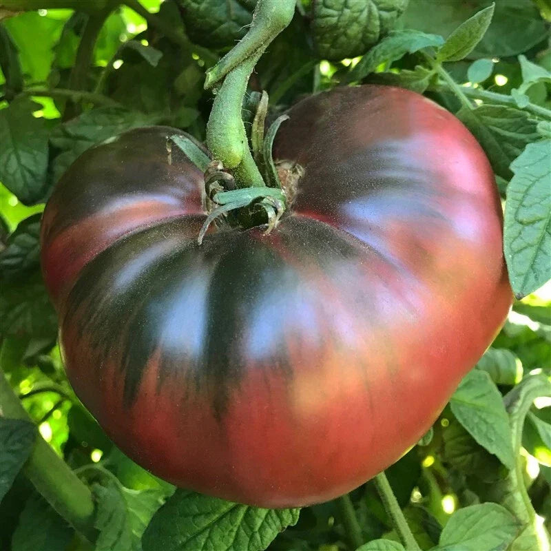 purple cherokee flower seeds