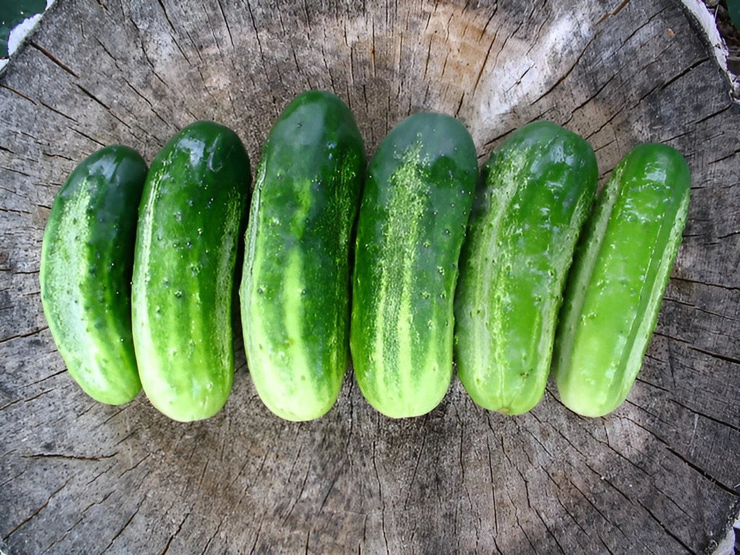 boston pickling flower seeds