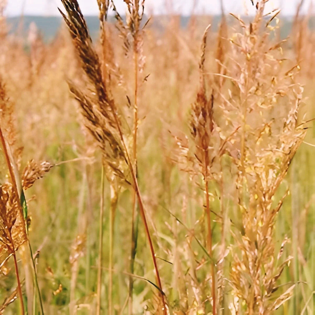 indian grass flower seeds