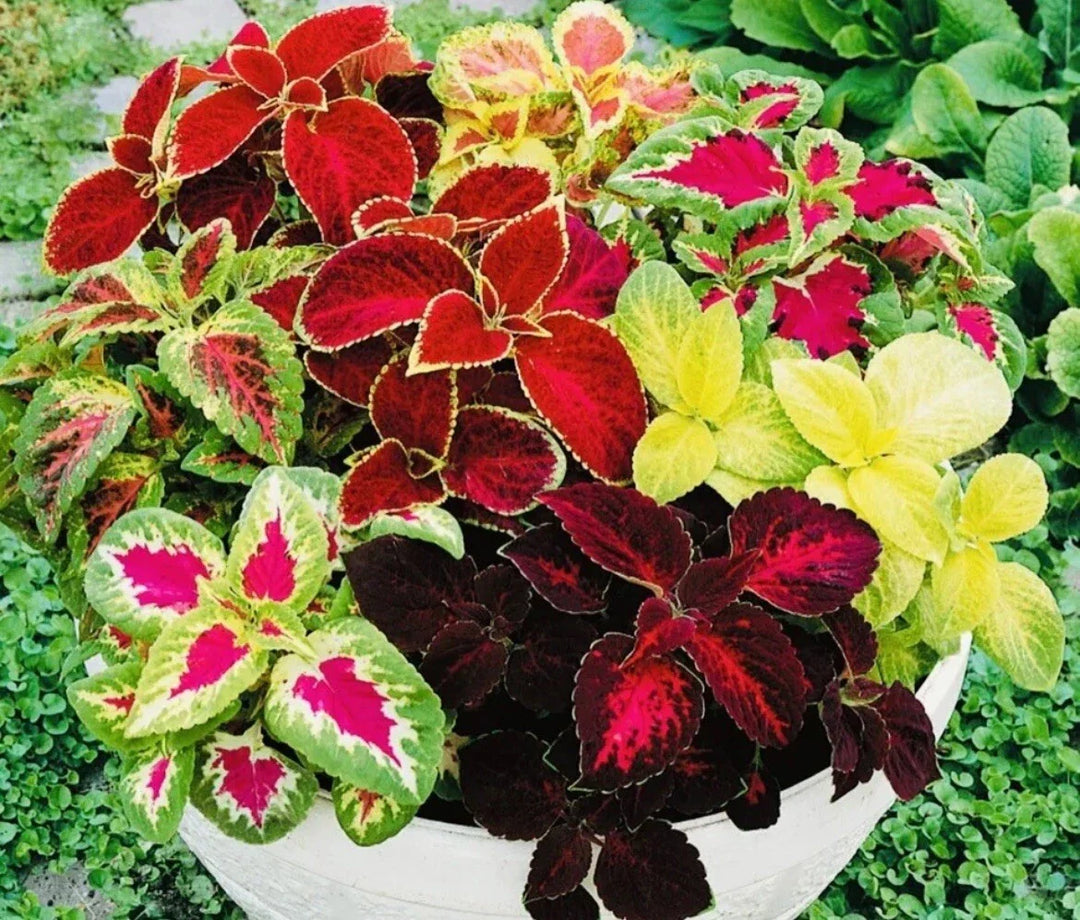 coleus rainbow flower seeds