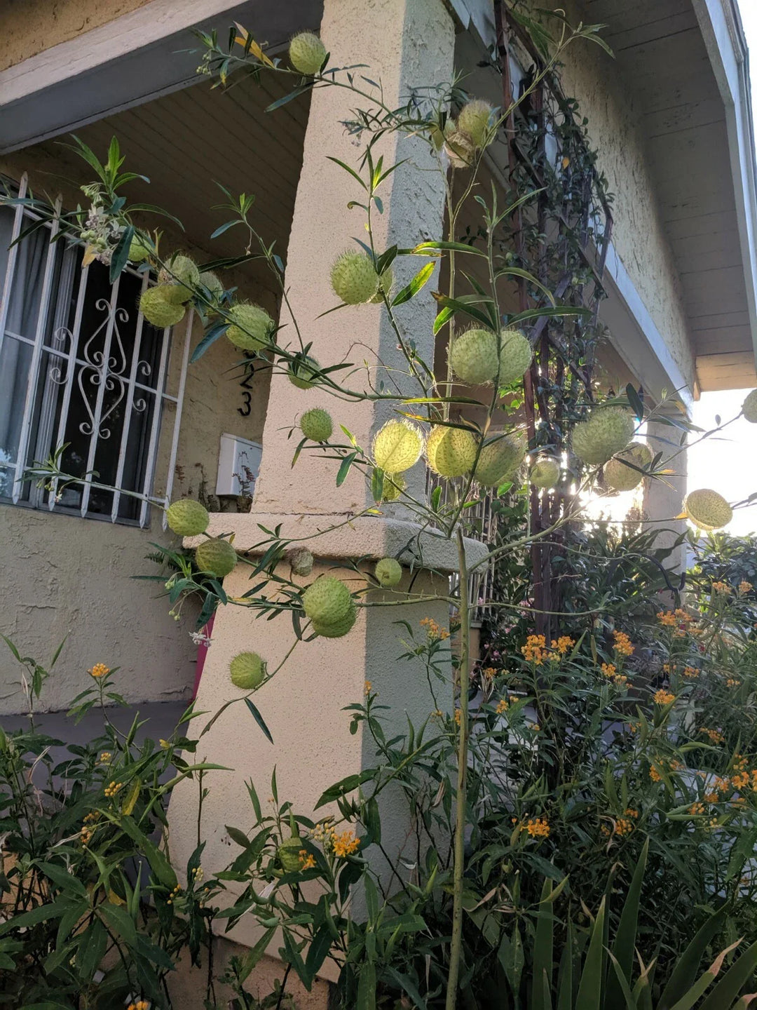 balloon milkweed flower seeds