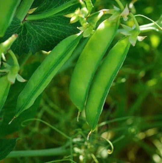 austrian winter flower seeds