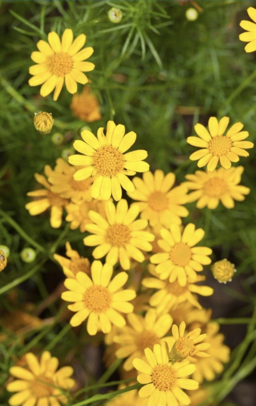 golden dahlberg flower seeds