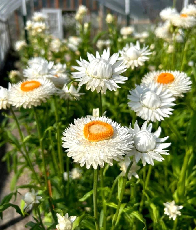 white white flower seeds