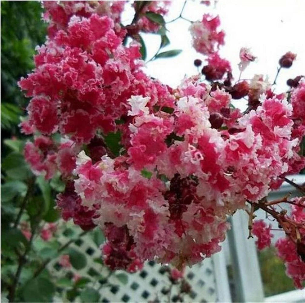 red white flower seeds