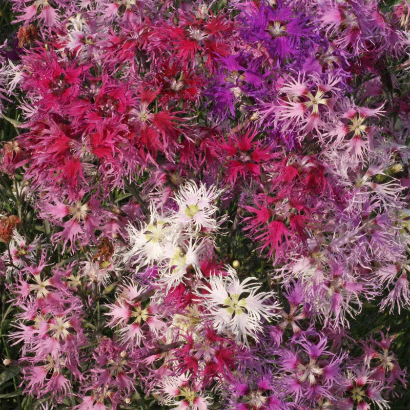 dianthus rainbow flower seeds