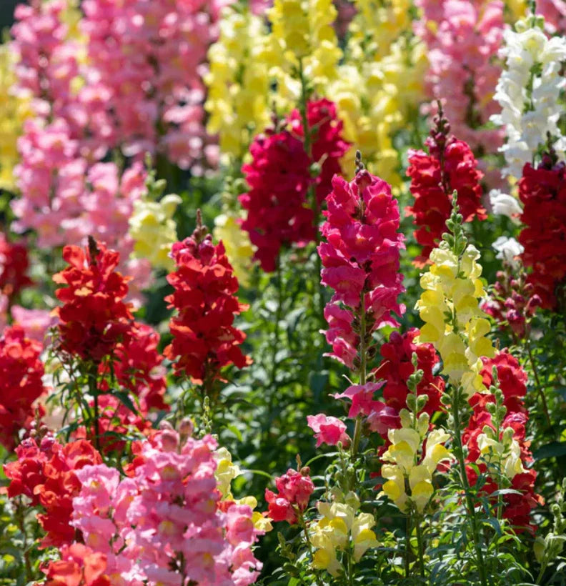 landscaper s flower seeds