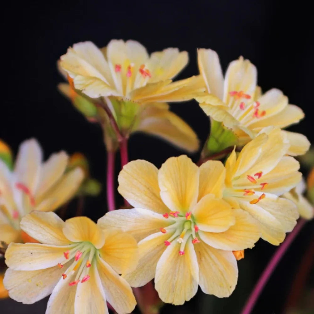 golden yellow flower seeds