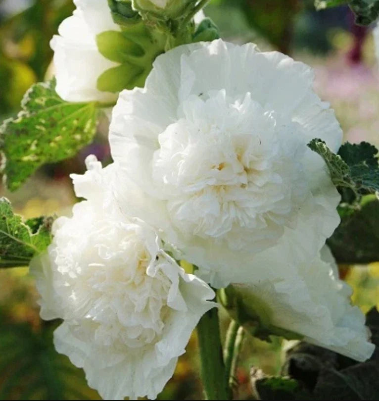white hollyhock flower seeds