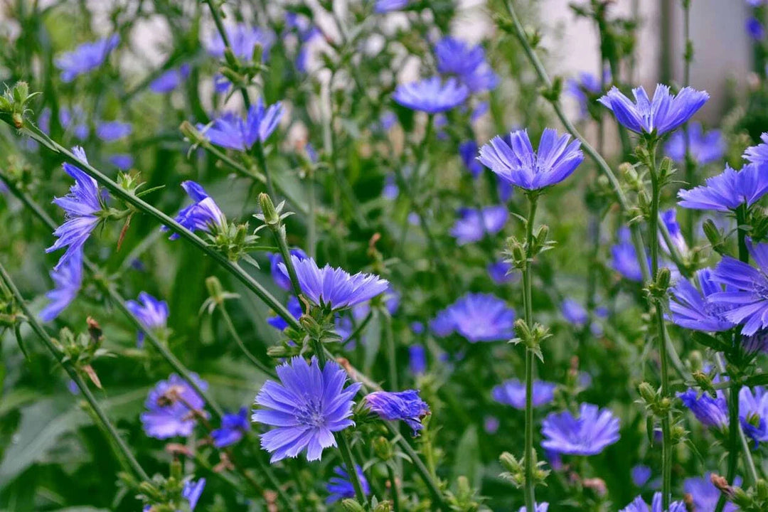 chicory lb flower seeds
