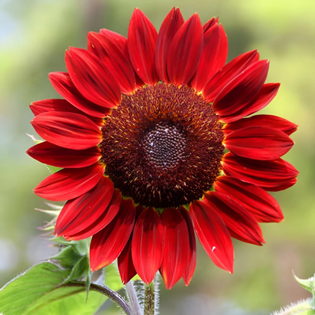 red red flower seeds