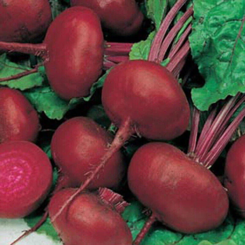 crobsy egyptian flower seeds
