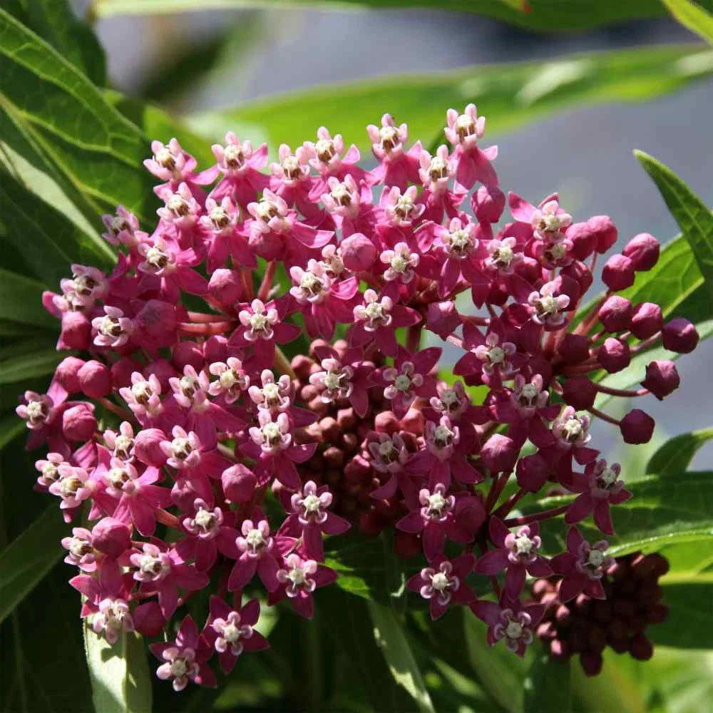 carmine rose flower seeds
