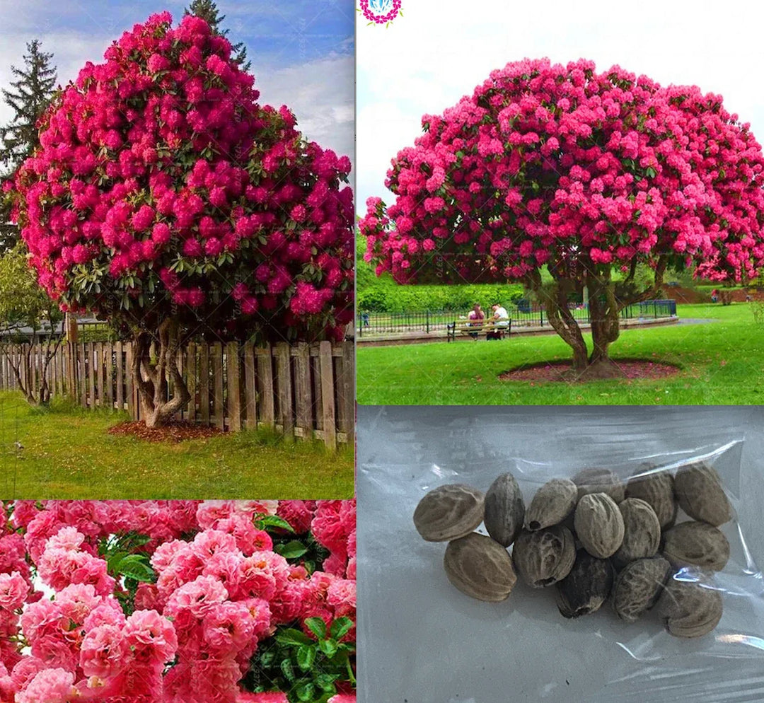 pink red flower seeds