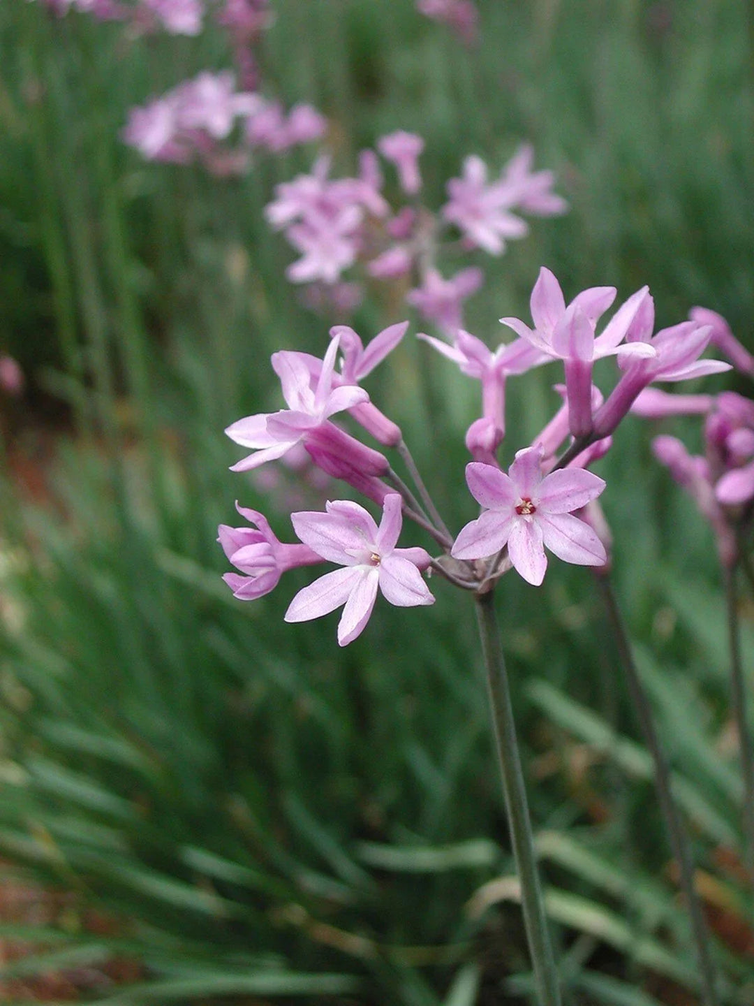 pink tulbaghia flower seeds
