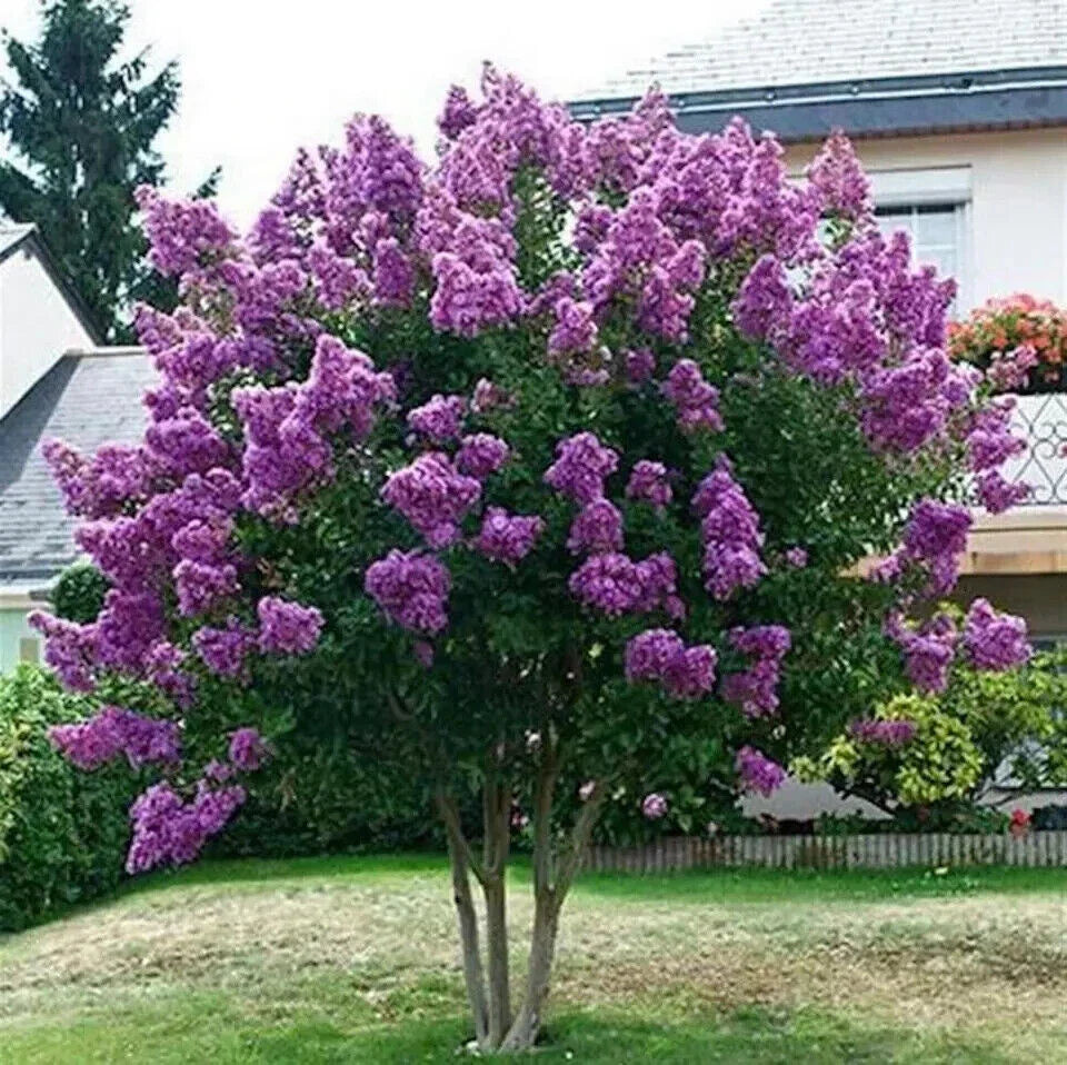 purple crepe flower seeds