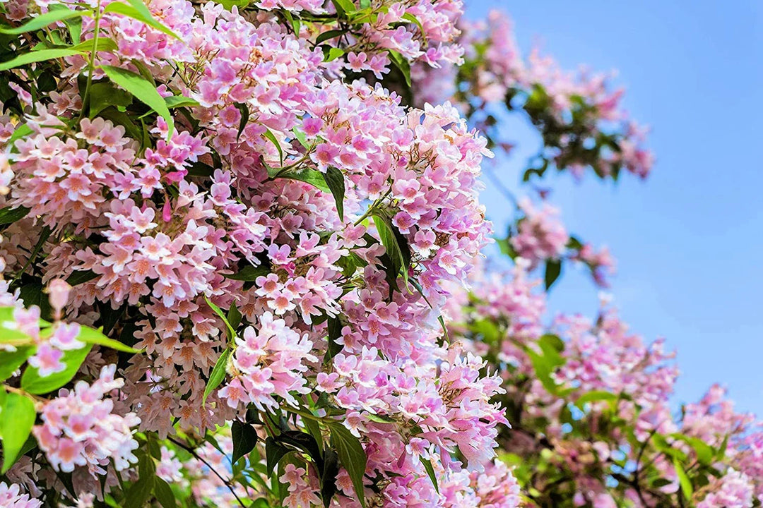 beautybush flower seeds