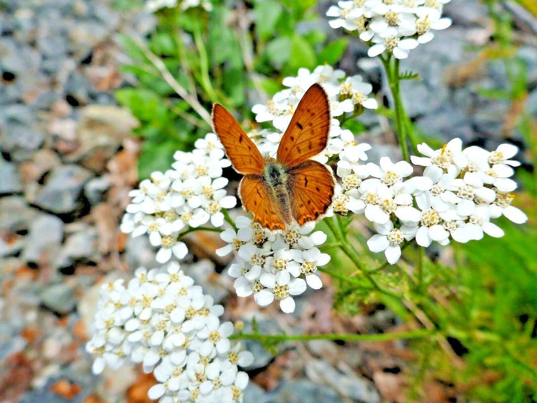 white yarrow flower seeds
