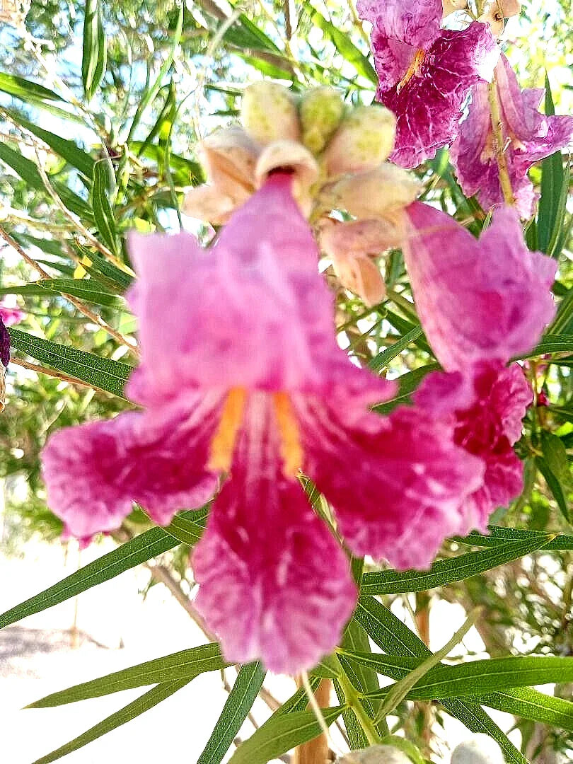 purple desert flower seeds