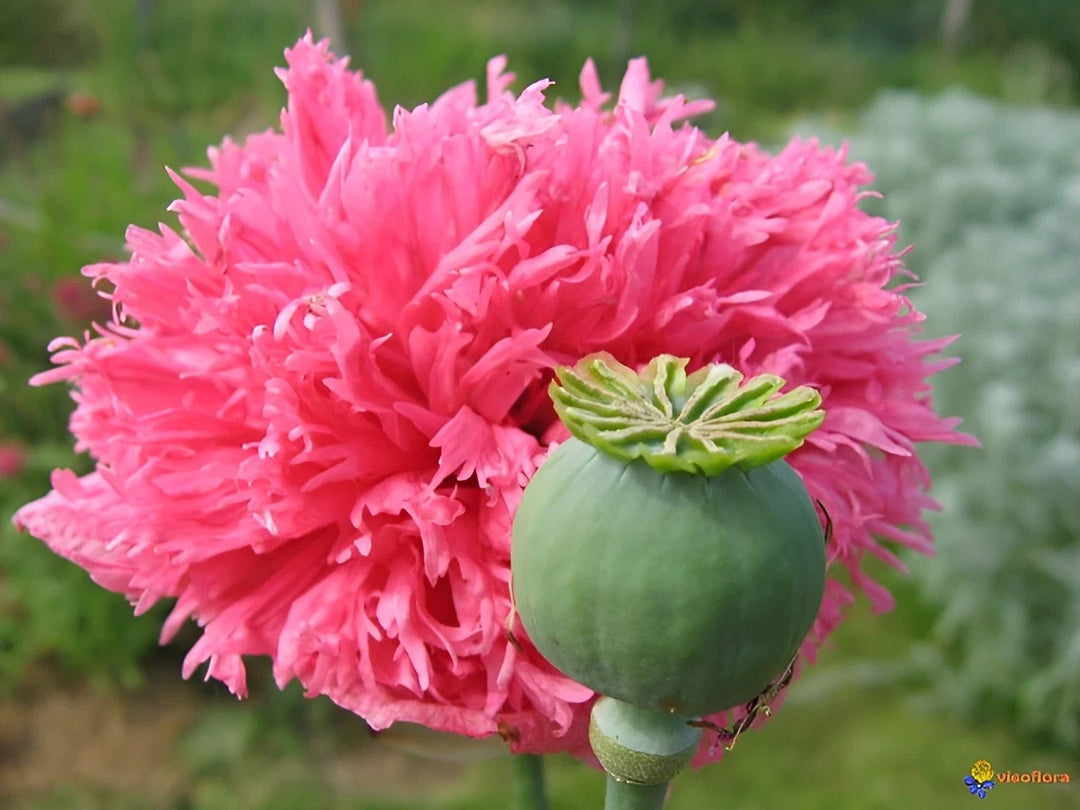 pink pink flower seeds