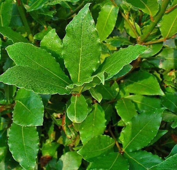 laurus nobilis flower seeds