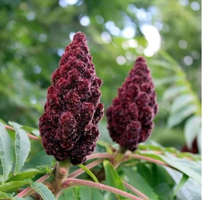 yellow red flower seeds