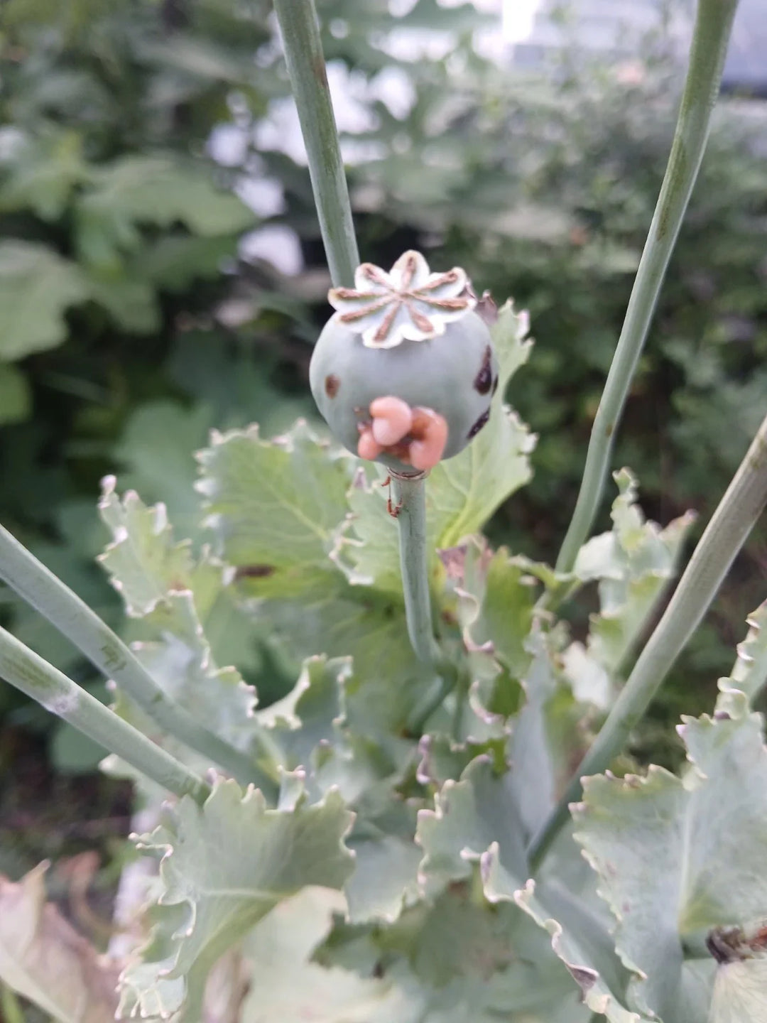 shtf poppy flower seeds