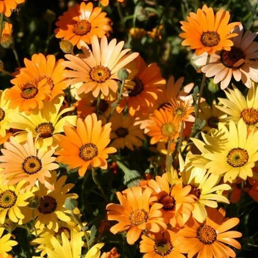 orange daisy flower seeds