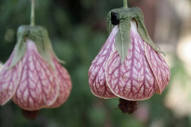 pink abutilon flower seeds