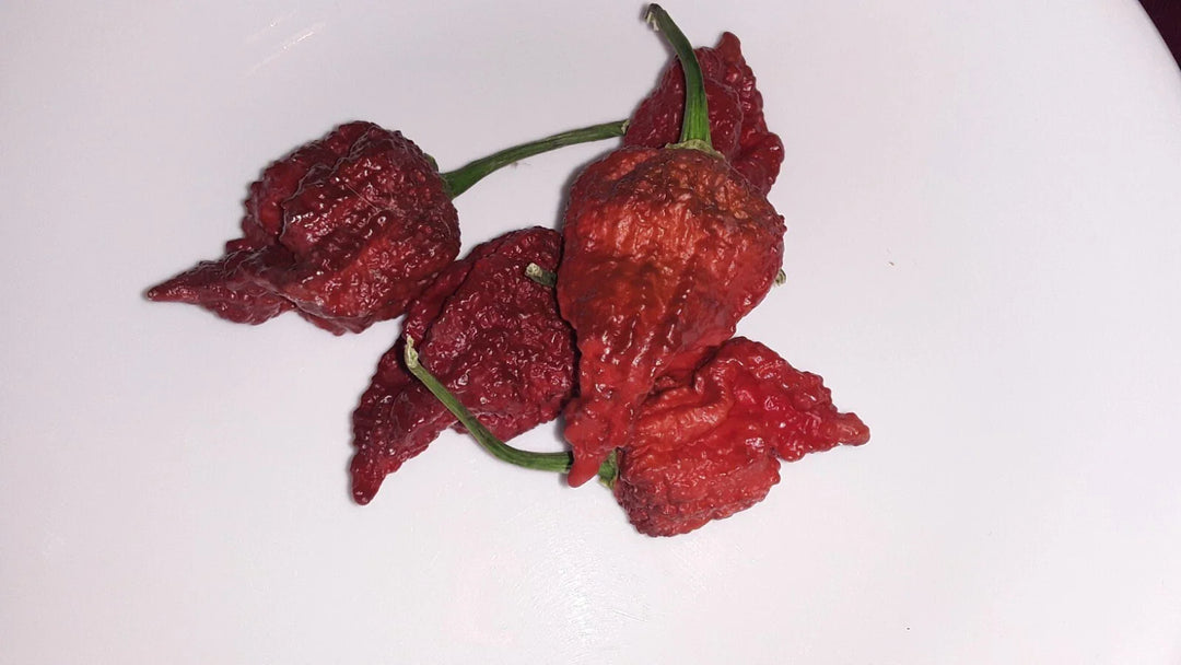 chocolate carolina flower seeds