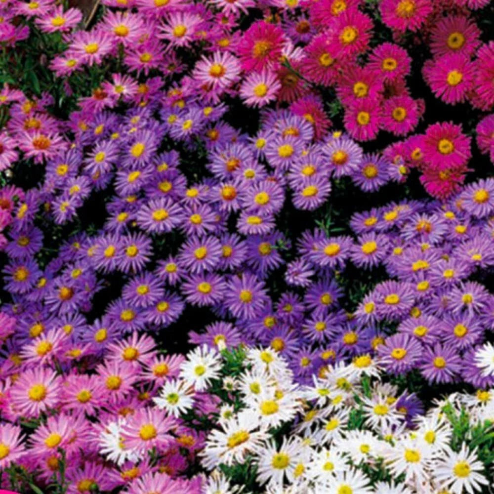 aster crego flower seeds