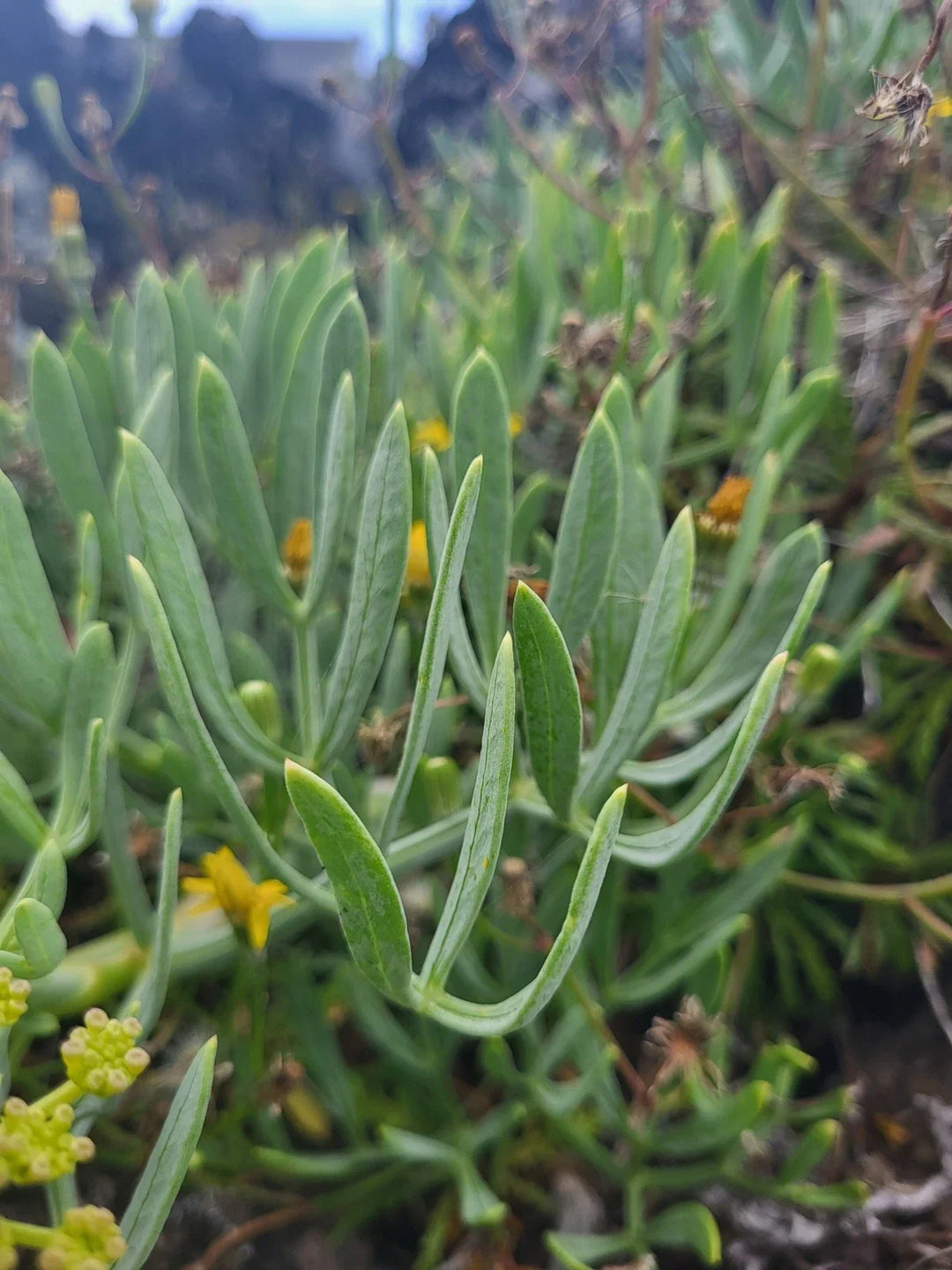 crithmum maritimum flower seeds
