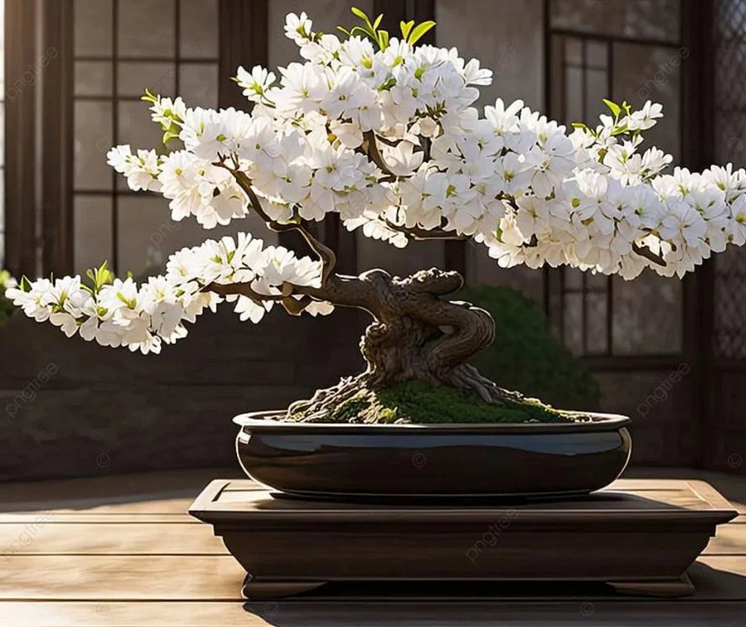 white cherry flower seeds