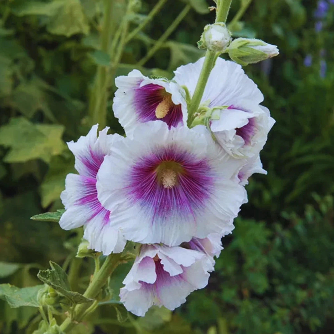 hollyhock creme flower seeds