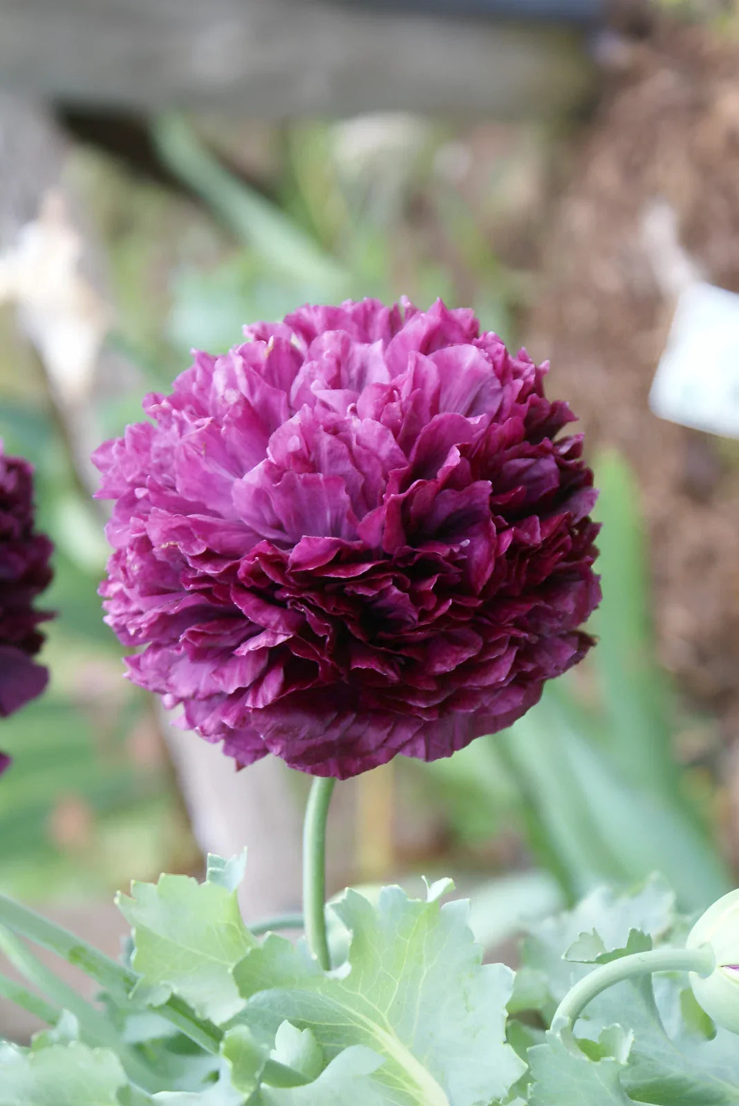 purple purple flower seeds